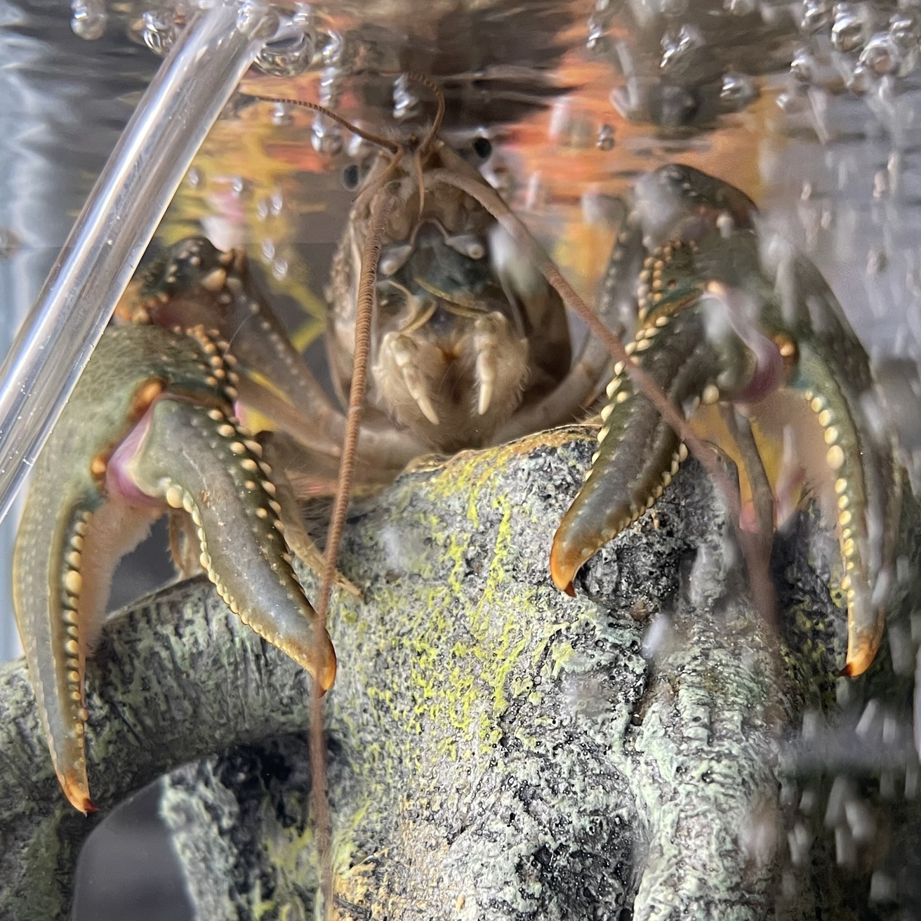 photo of a crayfish