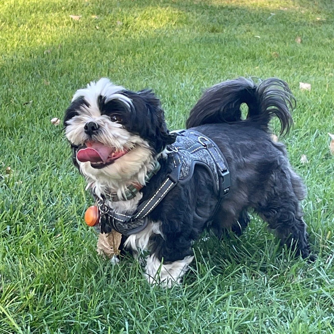 photo of a dog